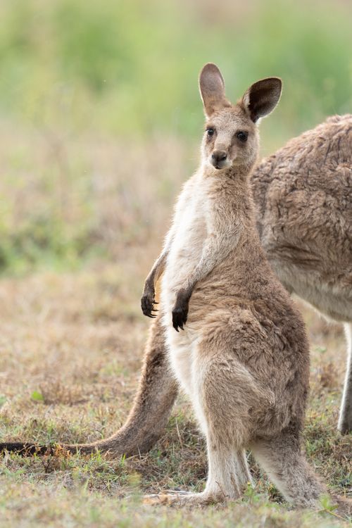 Free A kangaroo stands alert in its natural habitat, showcasing its unique posture. Stock Photo