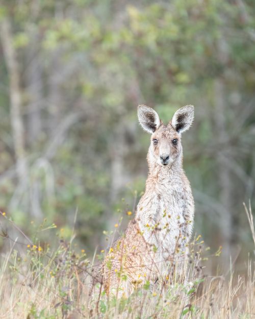 Free A kangaroo stands amidst the Australian bushland, showcasing its natural habitat. Stock Photo