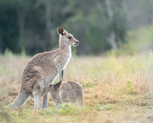 Free A close-up of a kangaroo with her joey in a grassy field, showcasing natural wildlife behavior. Stock Photo