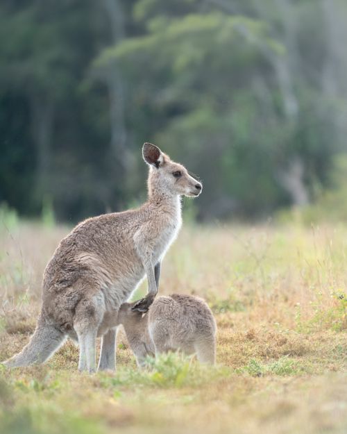 Free A mother kangaroo with her joey in an Australian grassland setting during the daytime. Stock Photo