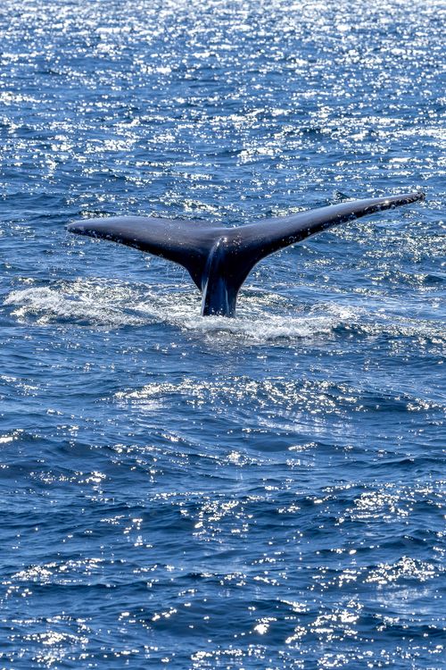 Free Humpback whale tail emerges from shimmering ocean near New South Wales, Australia. Stock Photo