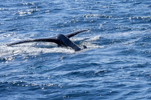 Free A humpback whale diving in the ocean of New South Wales, Australia. Stock Photo