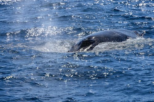 Free A humpback whale surfaces with a spray in New South Wales, Australia, with sunlight reflecting off the water. Stock Photo