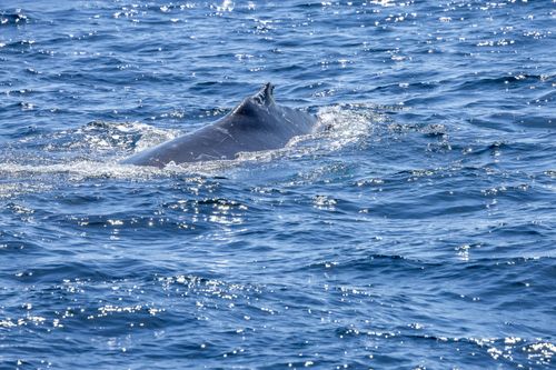Free A majestic humpback whale surfacing in the blue waters of New South Wales, Australia. Stock Photo