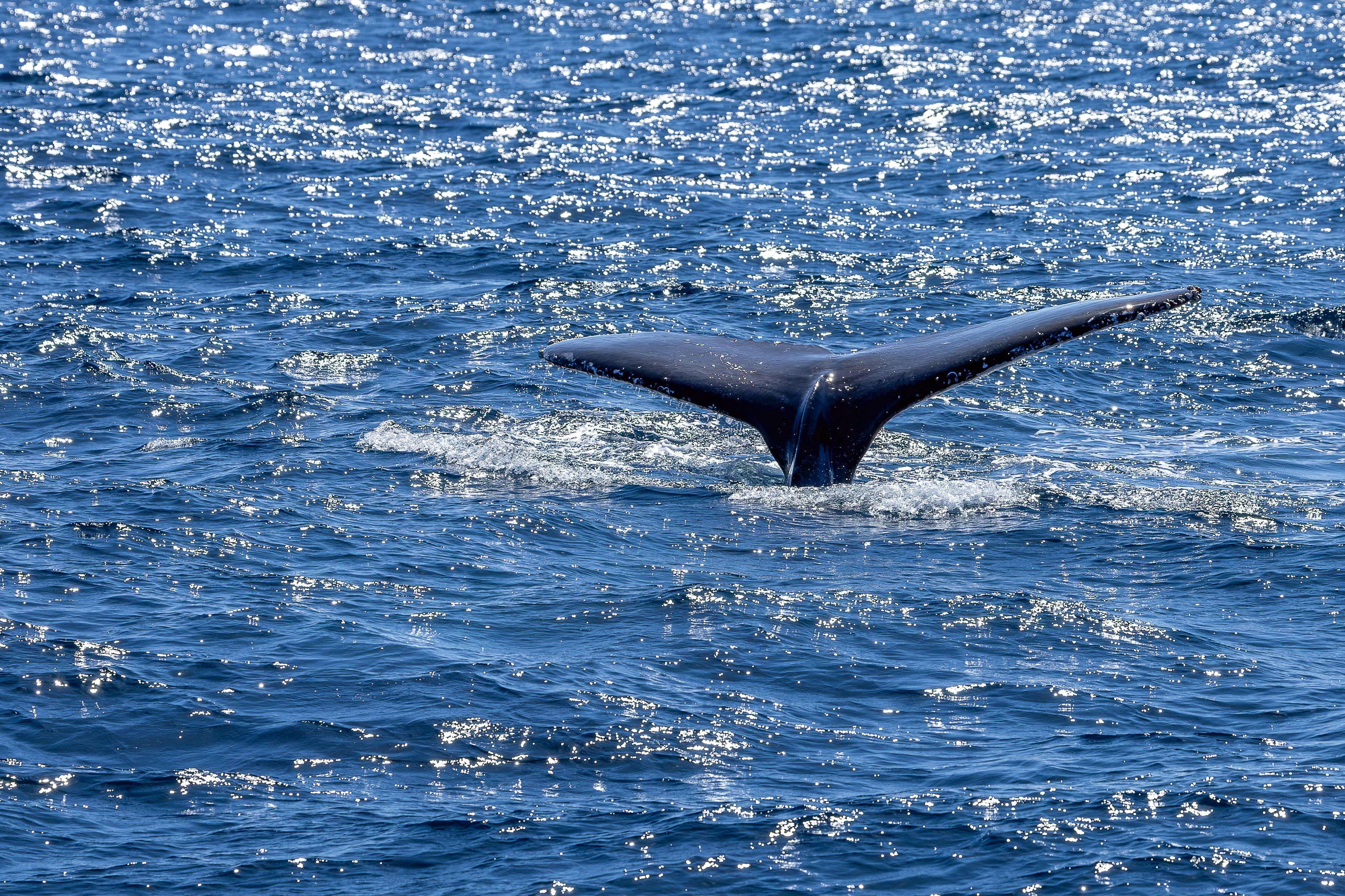 A serene capture of a humpback whale diving in New South Wales, Australia.