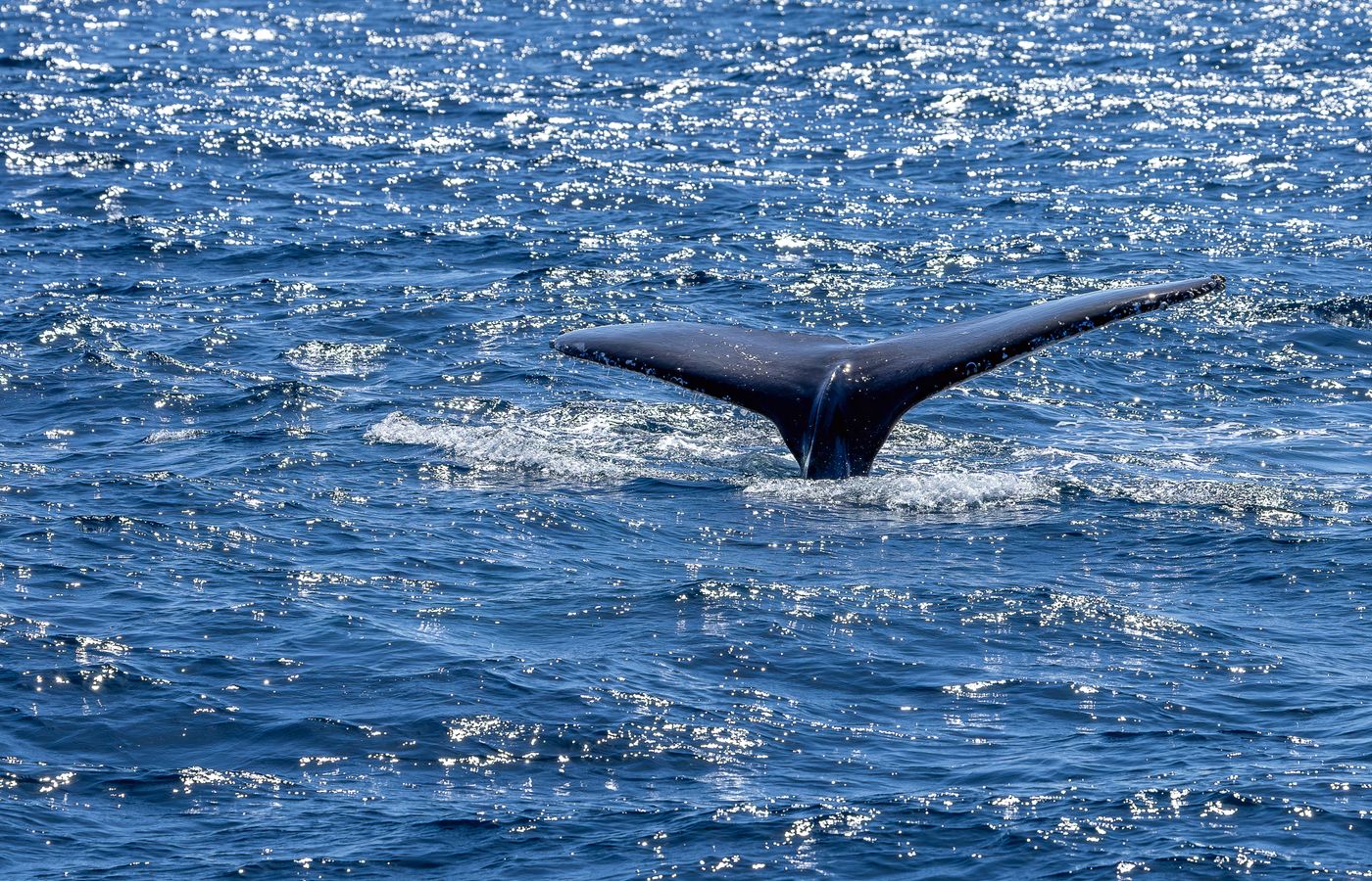 A serene capture of a humpback whale diving in New South Wales, Australia.