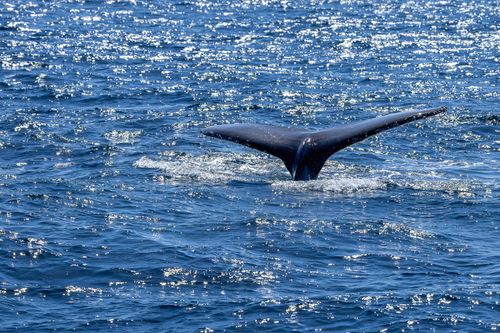 Free A serene capture of a humpback whale diving in New South Wales, Australia. Stock Photo