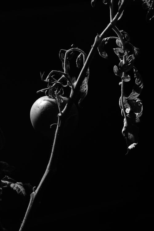 Free Striking image of a solitary tomato on a vine in black and white, showcasing dramatic lighting. Stock Photo