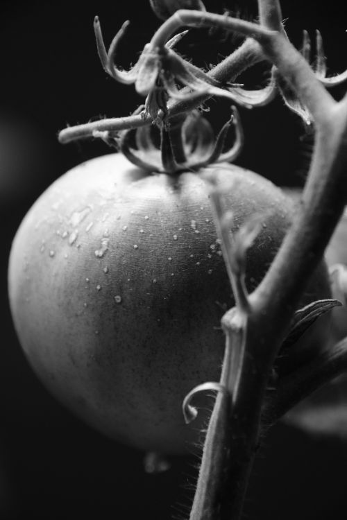 Free Artistic black and white close-up of a fresh tomato on the vine. Stock Photo