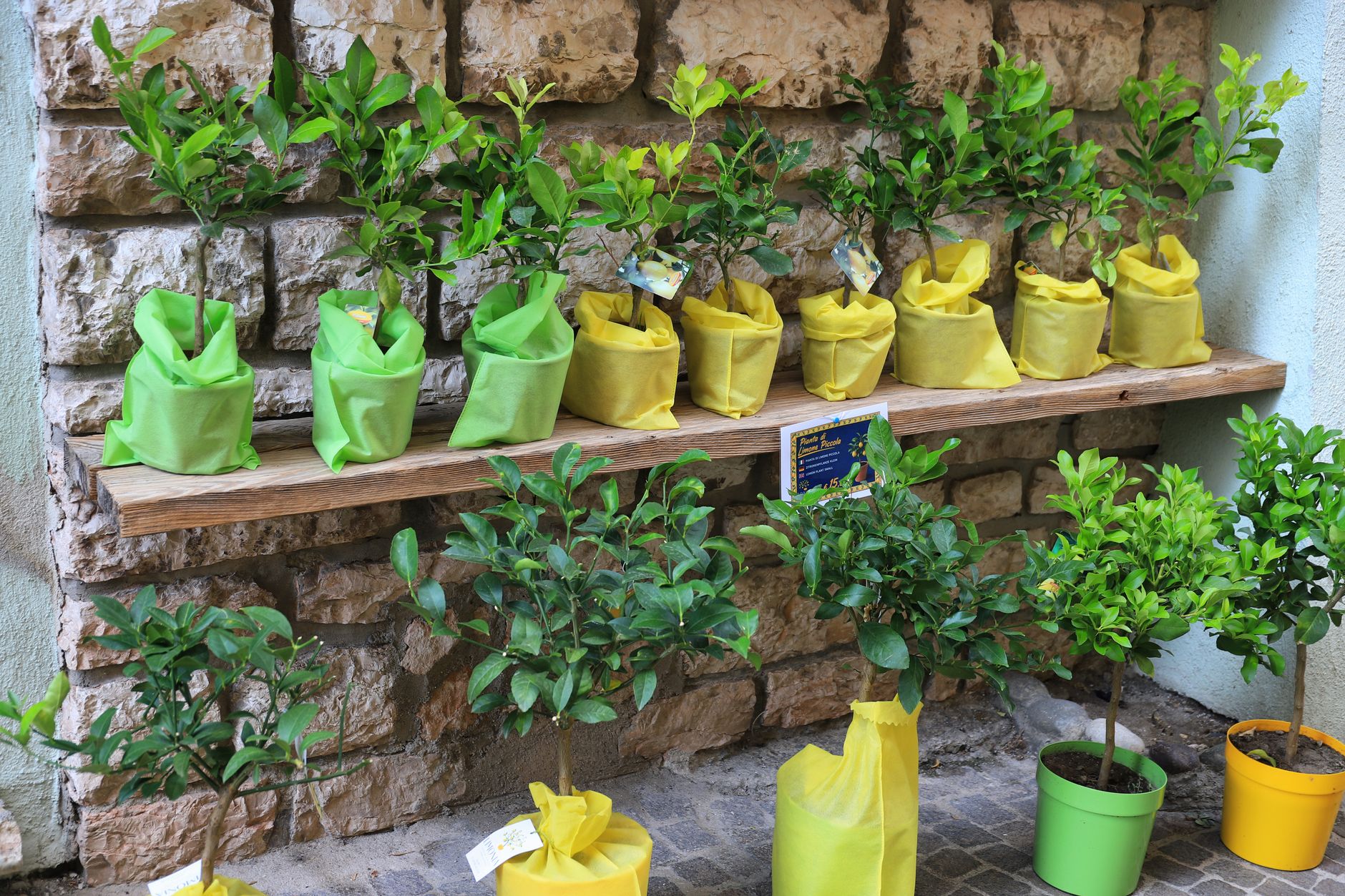 Young container-grown trees showing nursery stock and root-ball scale