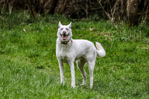 White Short Coated Dog on Green Grass Field