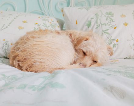 Adorable dog comfortably sleeping on a floral patterned bed indoors.
