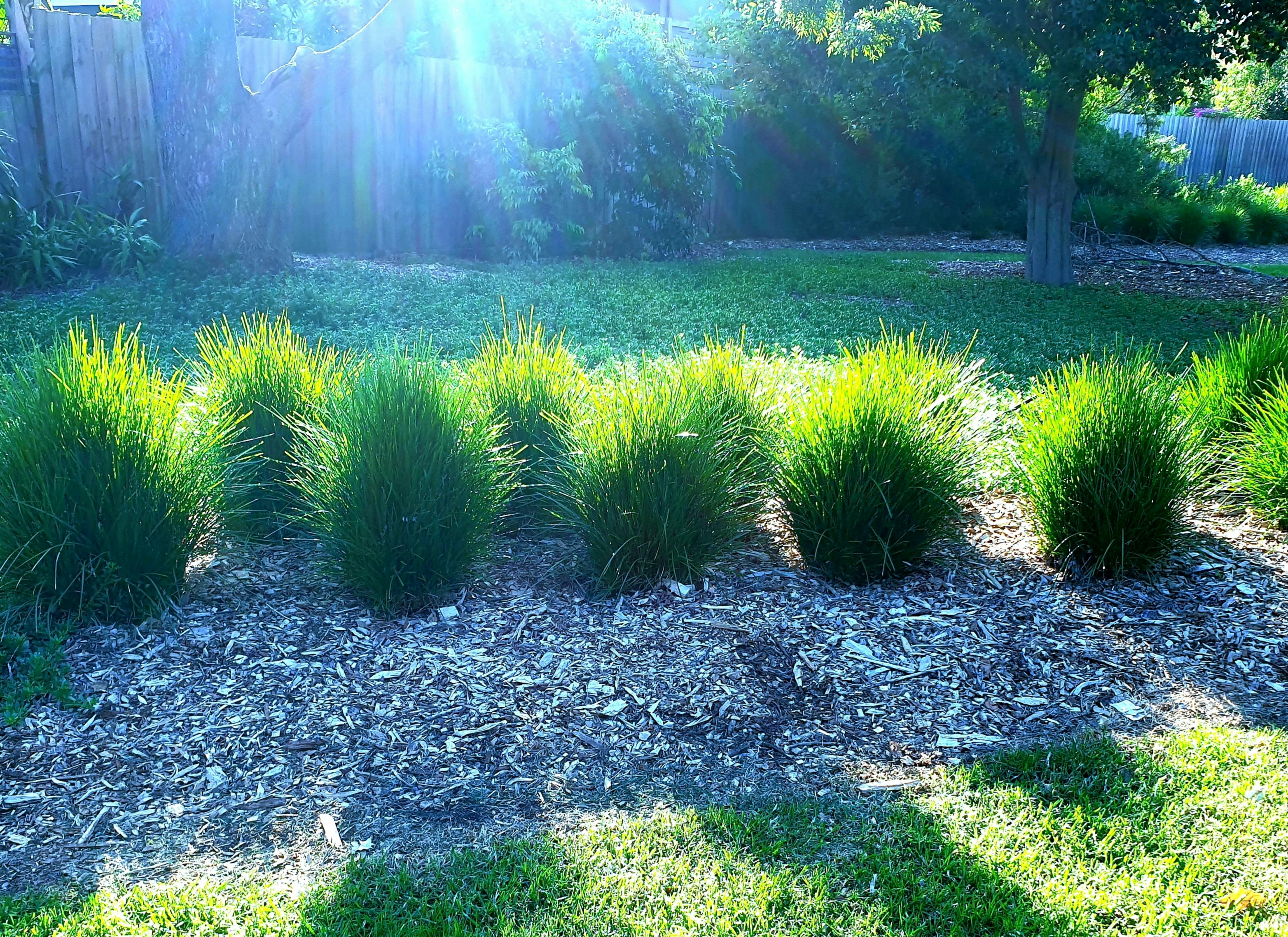 Free stock photo of filtered light, greenery, morning light
