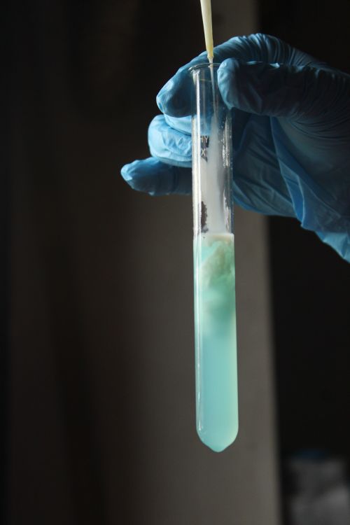 Free Close-up of a gloved hand holding a test tube with a blue solution for a scientific experiment. Stock Photo