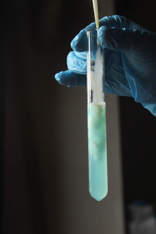 Free A gloved hand holds a test tube with a blue chemical reaction. Stock Photo