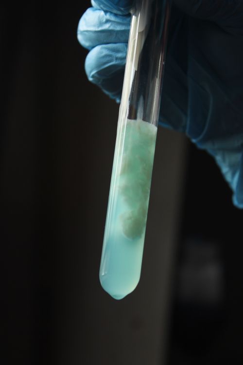 Free Close-up of a chemist's gloved hand holding a test tube with a blue chemical reaction. Stock Photo