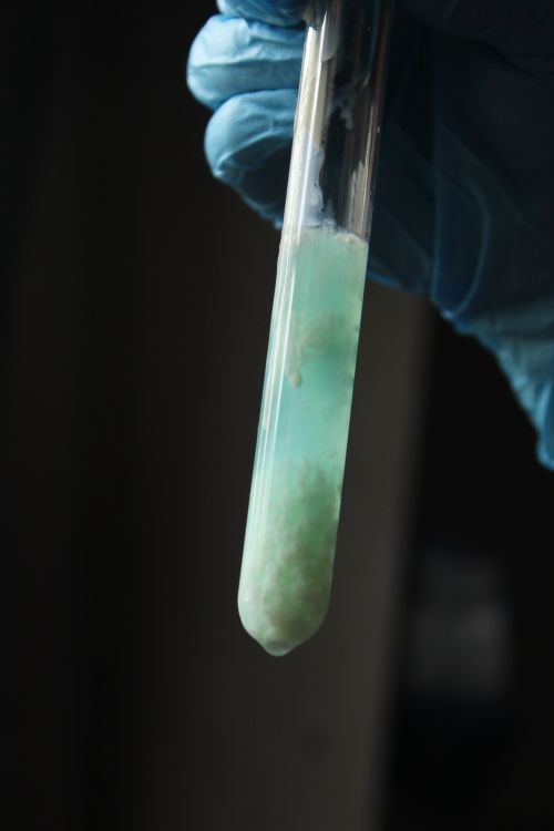 Free A close-up of a gloved hand holding a test tube with a chemical reaction precipitate. Stock Photo