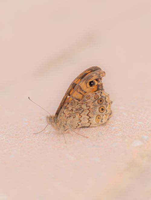 Free Detailed image of a brown butterfly with intricate wing patterns resting on a stone surface. Stock Photo
