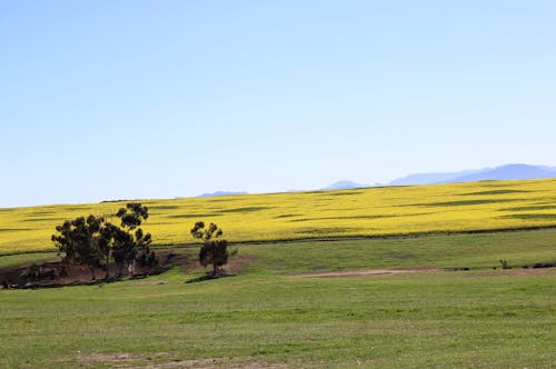 Kostnadsfri bild av canola fält, trädgårdsväg, vackert landskap