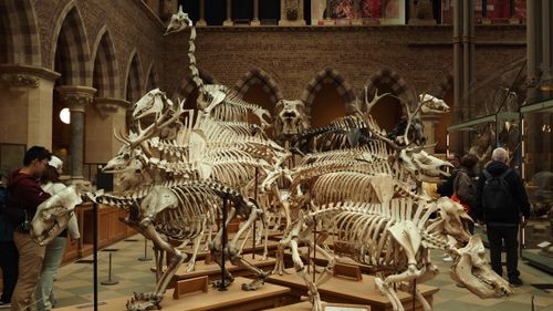 Free Explore dinosaur skeletons exhibit housed in a historic museum setting. Stock Photo