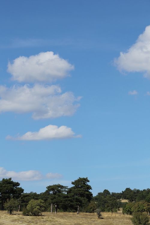 Free Peaceful summer landscape featuring trees and a vibrant blue sky. Stock Photo