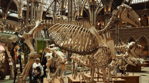 Free Large prehistoric dinosaur skeletons on display in a historic museum with visitors observing. Stock Photo