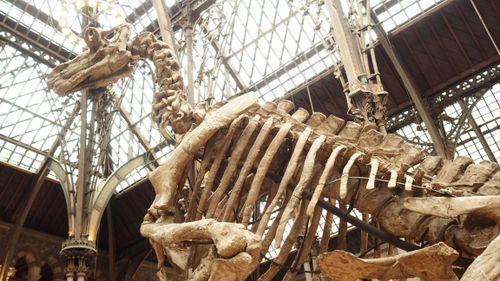 Free Majestic dinosaur skeleton exhibit under ornate museum atrium. Stock Photo