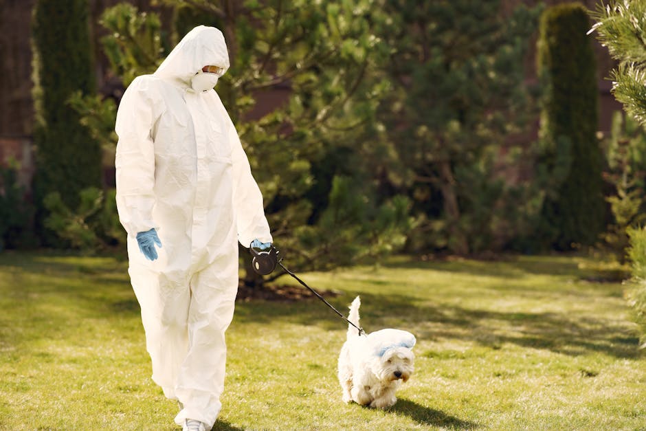 Why Common Dog Health Myths Endanger Your Pet’s Wellness A person in full protective gear walks a small white dog on a sunny day in a park.