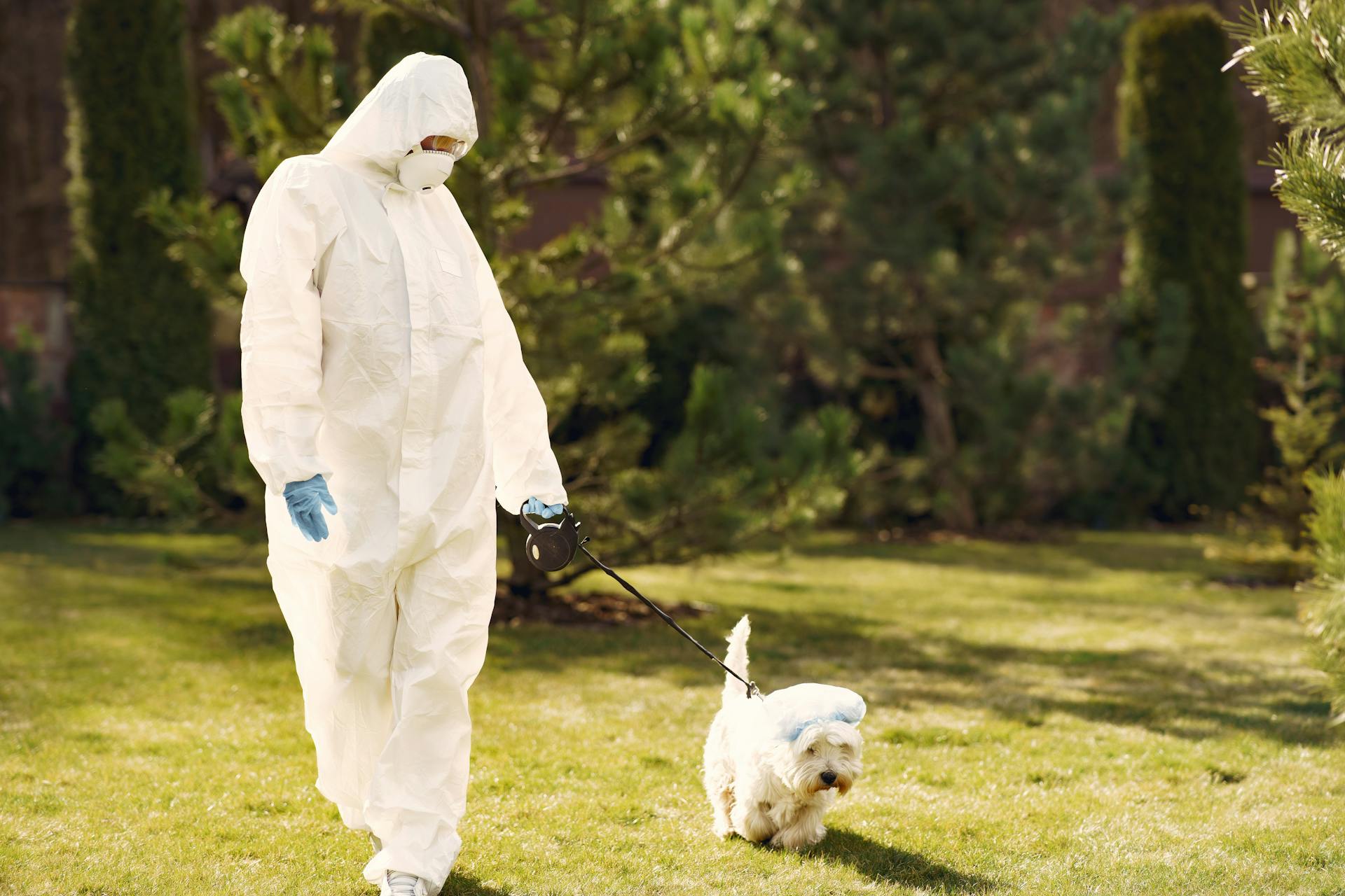 Unrecognizable person in protective clothes walking little dog during coronavirus