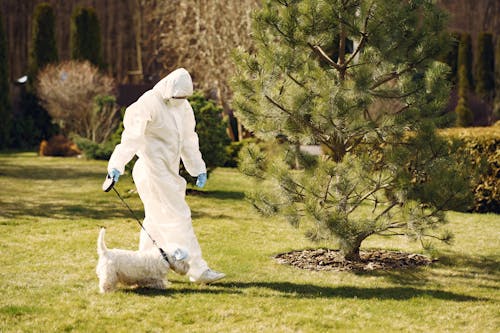 Free Person Wearing Protective Suit Walking the Dog Outside Stock Photo