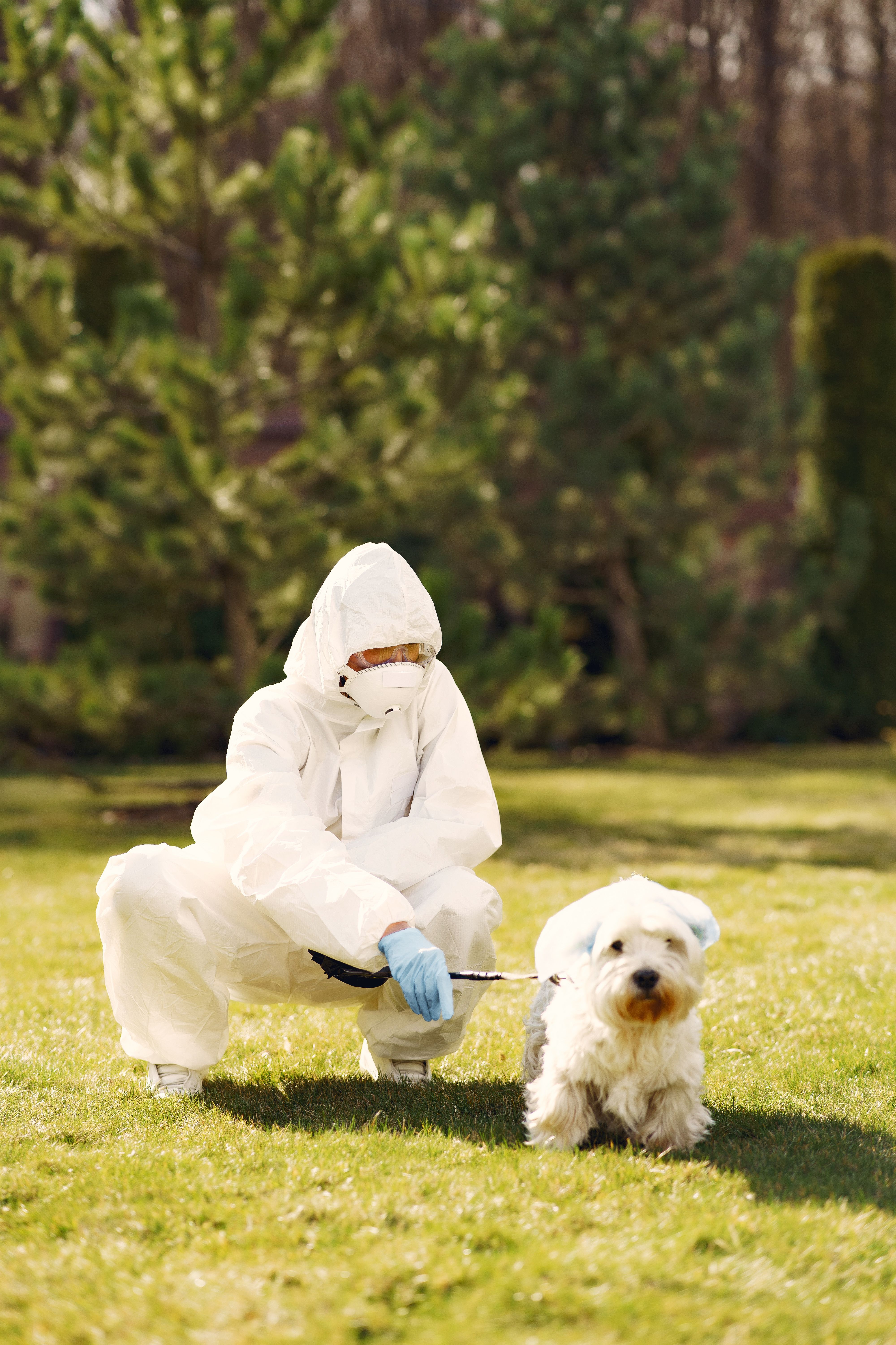 Person in full protective clothing interacting with a small dog outside in a park setting.