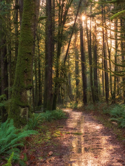 Sentier Brun Dans Les Bois