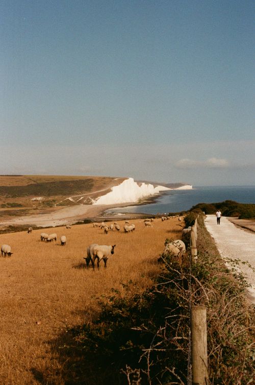 Free Picturesque view of Seven Sisters cliffs and a grazing field with sheep on a sunny day. Stock Photo