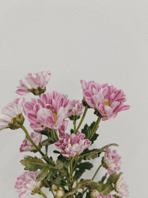 Foto profissional grátis de broto, flora, flores