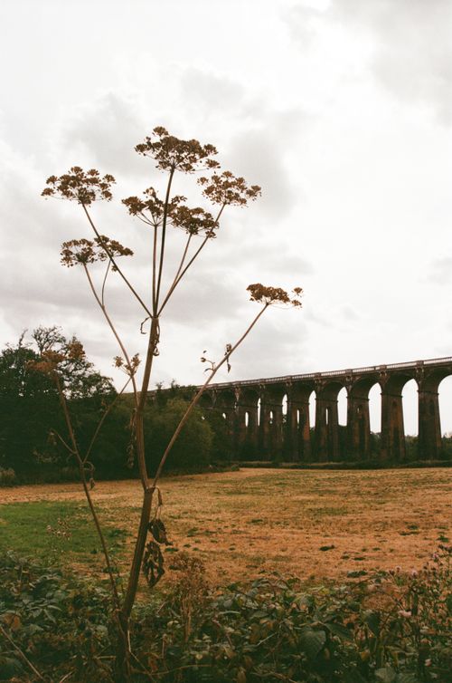 Free Tall viaduct arches over scenic countryside with wild plants in England. Stock Photo