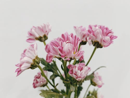 Free Pink Flowers Stock Photo