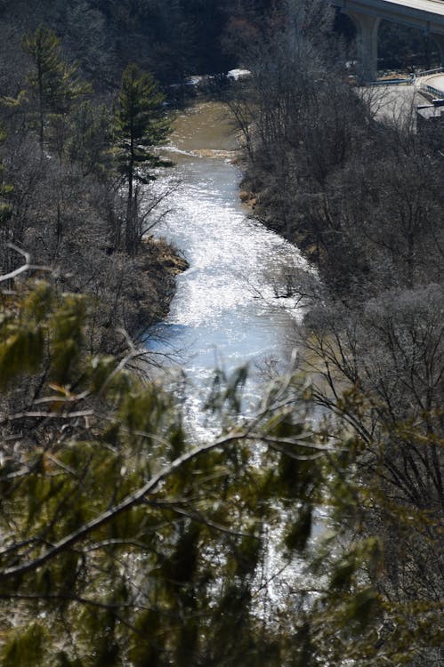 Free stock photo of creek, midwest, pine trees