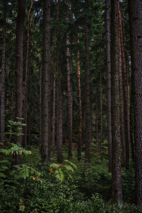 Free Serene forest scene in Zittau's Naturpark Zittauer Gebirge, capturing tall trees and lush greenery. Stock Photo