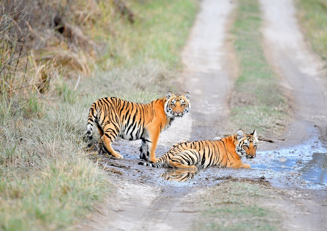 Tigre Che Si Trova Sulla Pozza D'acqua