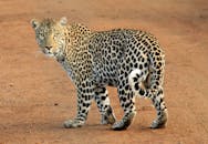 特写镜头中，一只豹子行走在草原上，展现出它斑点的皮毛