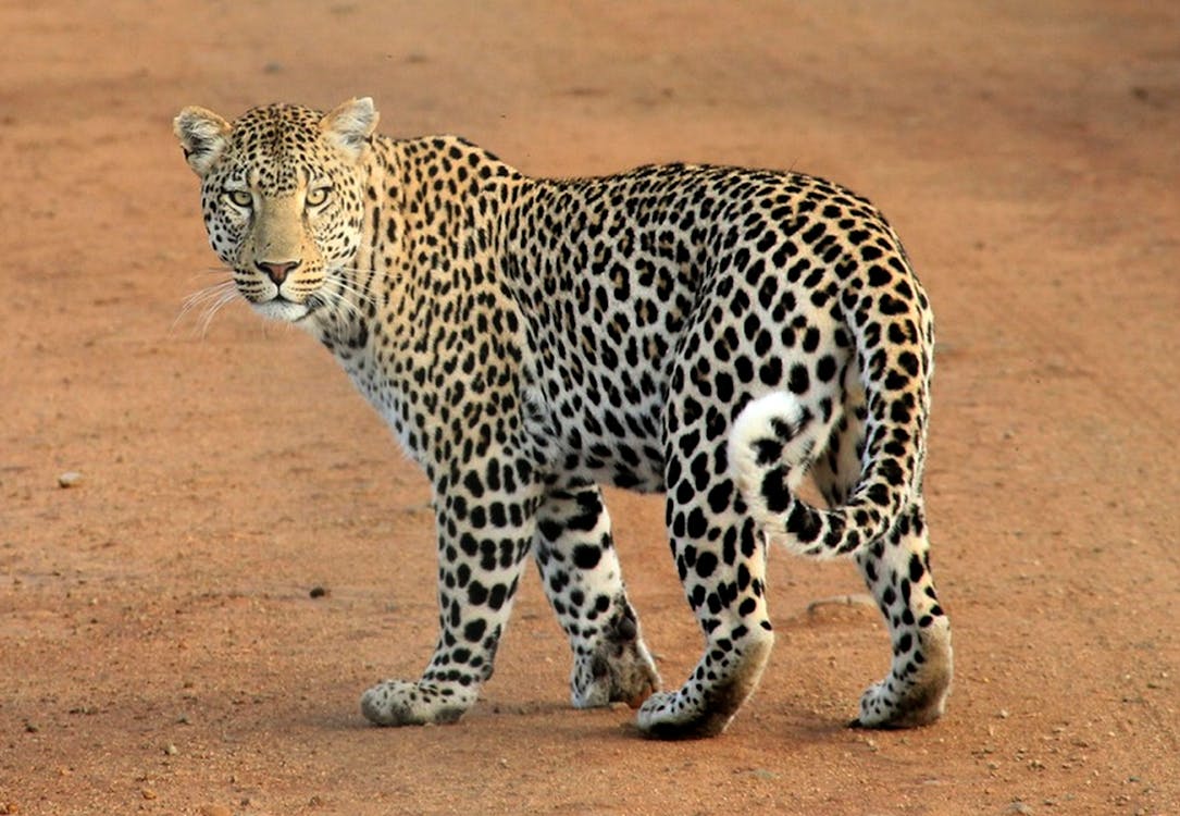 Fotobanka s bezplatnými fotkami na tému divé zviera, divý, leopard