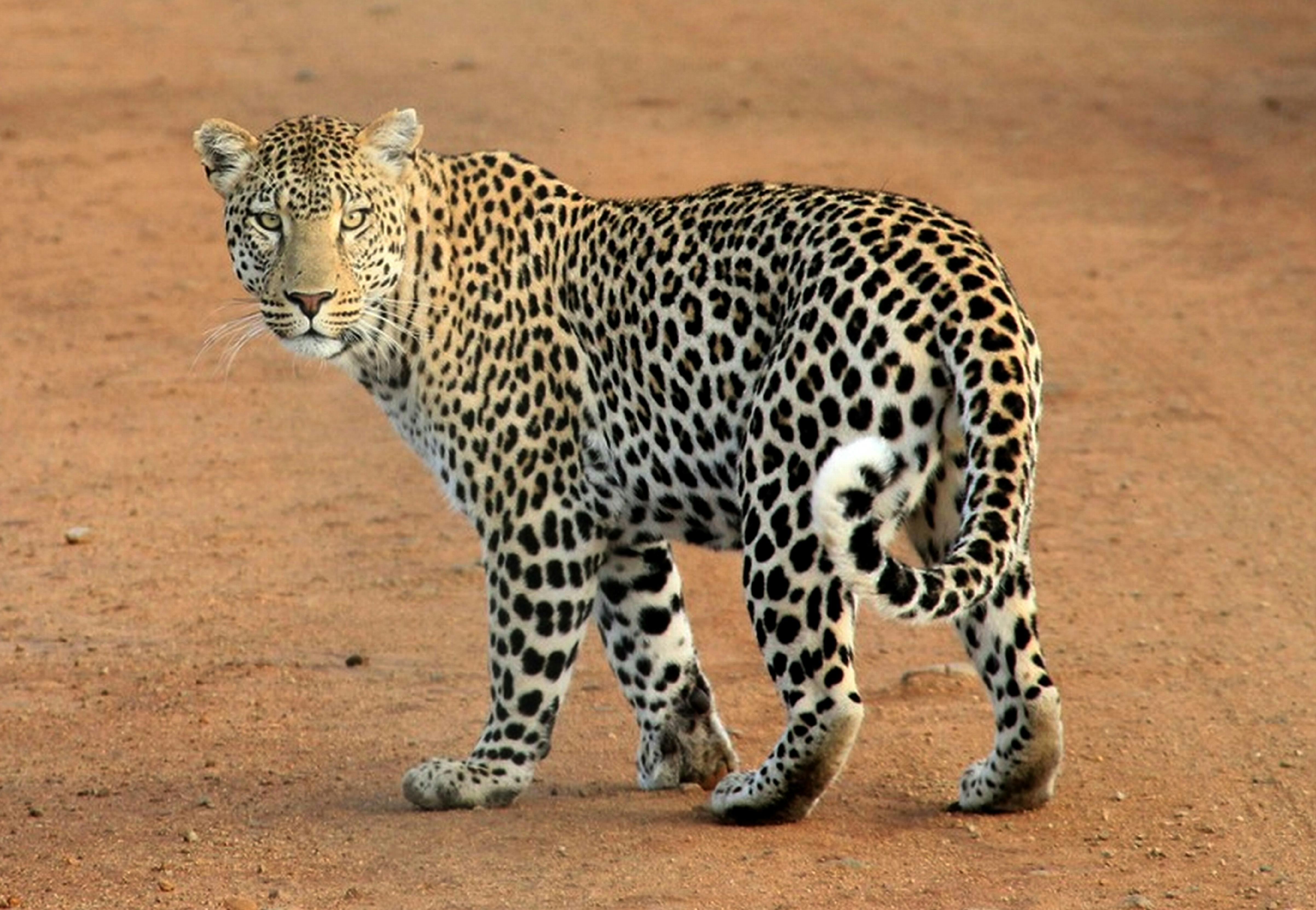 Leopardo acechado por detrás