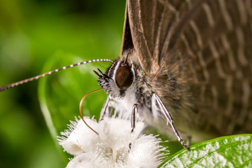 Mariposa Marrón Posado Sobre Flor Blanca En Fotografía De Cerca