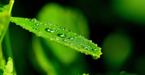 Free Droplets on Green Leaf in Close Up Photograph Stock Photo