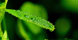 充满活力的绿叶特写镜头捕捉到闪闪发光的水滴，在宏观中展现大自然的美