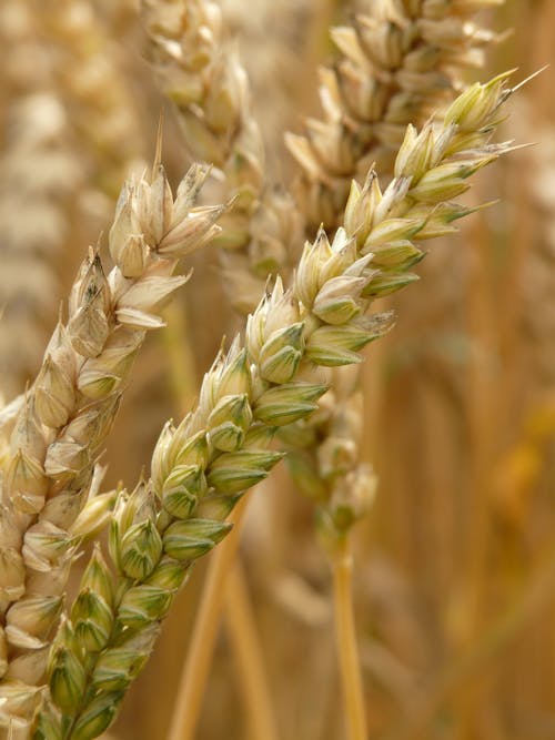 Wheat Plant