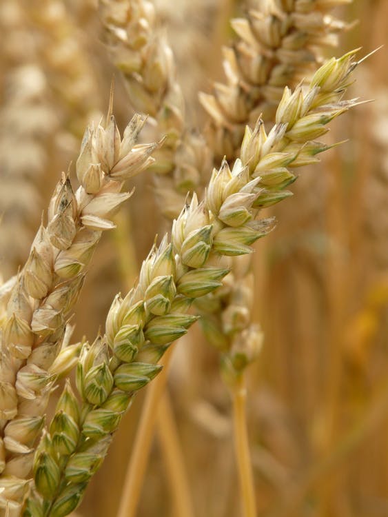 Wheat Plant