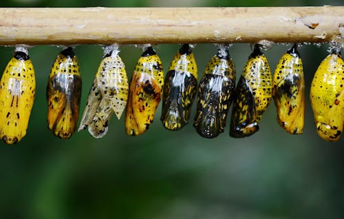 Free Yellow and Black Butterflies Cocoon Stock Photo