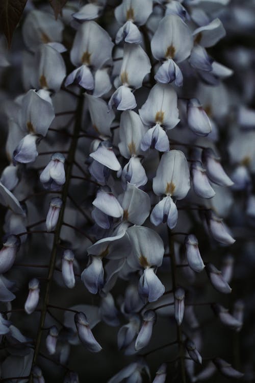 Free stock photo of wisteria Stock Photo