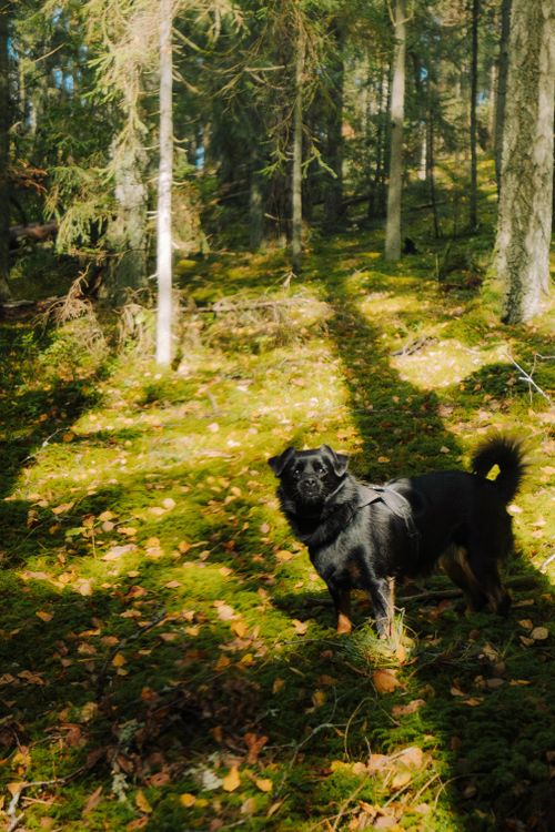 Free A black dog stands on a mossy forest floor in dappled sunlight. Stock Photo